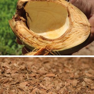 Das Ecoflo Biofiltermedium aus Kokosfragmenten. Oben die Schale einer halbierten Kokosfrucht, unten zum Filtermaterial verarbeitet.